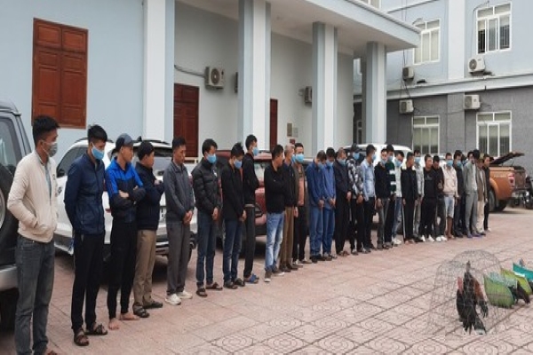 33 người bị bắt khi say sưa cá cược đá gà ăn tiền tại Nghệ An